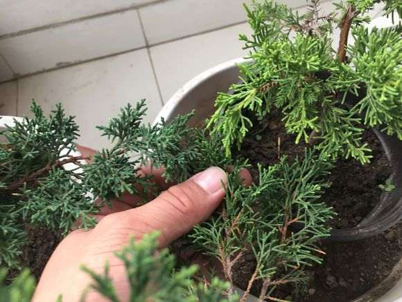 这是什么柏树下山桩 养多久了 怎么不造型