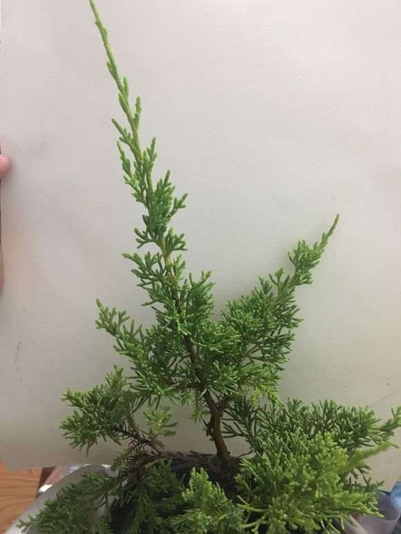 这是什么柏树下山桩 养多久了 怎么不造型