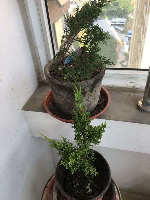 这是什么柏树下山桩 养多久了 怎么不造型