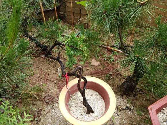 大棚可以养护崖柏下山桩吗