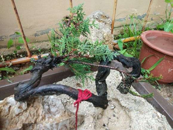 大棚可以养护崖柏下山桩吗