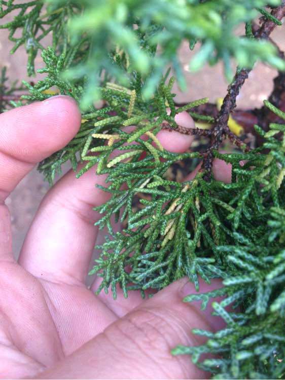 系鱼川真柏下山桩的叶子发黄 怎么办