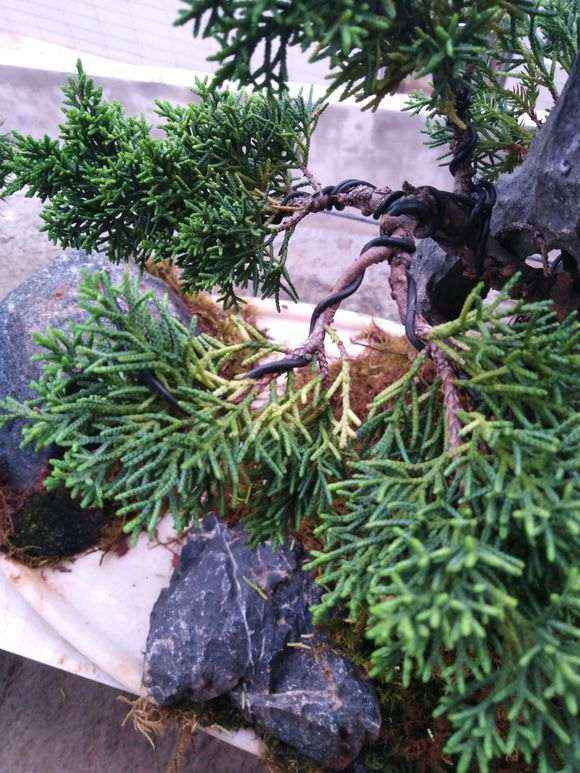 系鱼川真柏下山桩的叶子发黄 怎么办