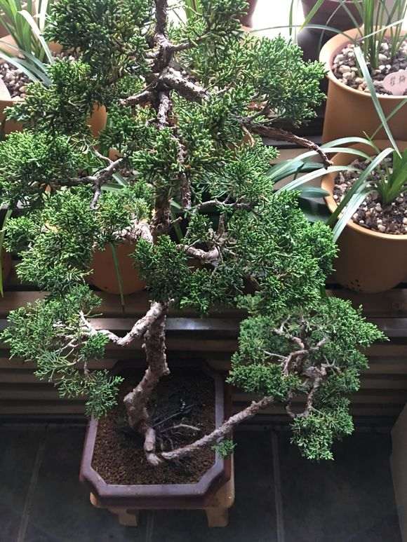 系鱼川真柏下山桩的叶子发黄 怎么办