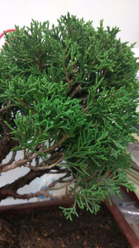 这是什么柏树下山桩 帮忙看看 图片