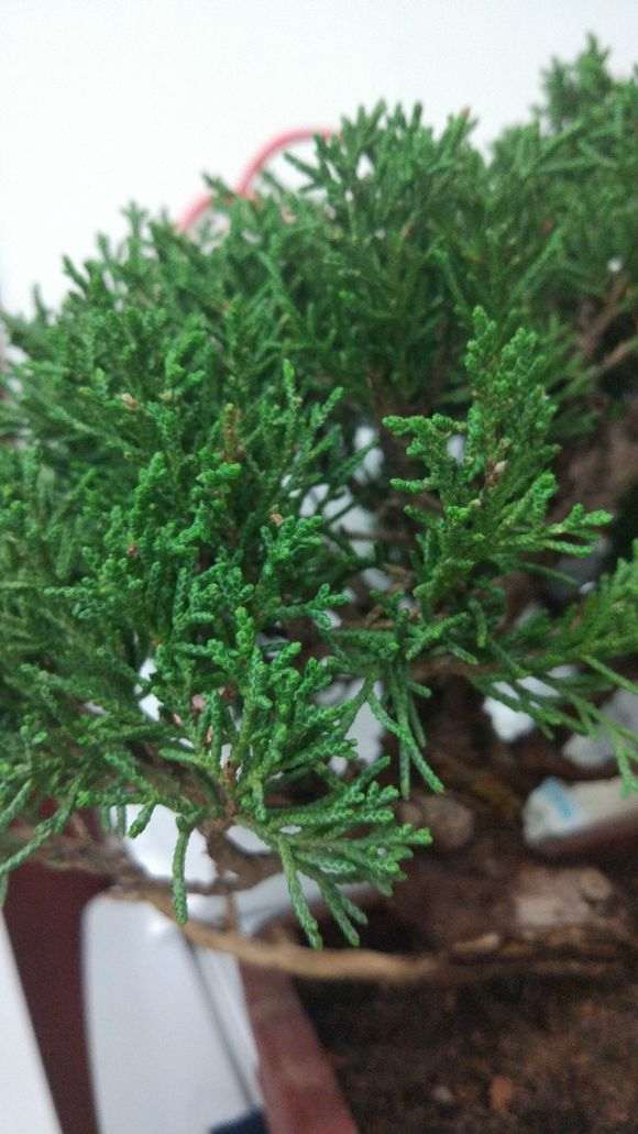 这是什么柏树下山桩 帮忙看看 图片