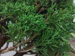 这是什么柏树下山桩 帮忙看看 图片