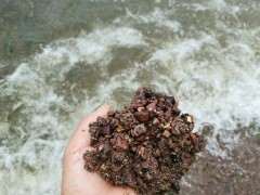 珍珠柏下山桩用海沙可以吗 图片