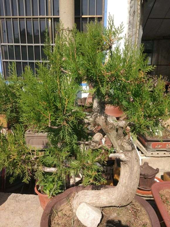 这棵侧柏下山桩1100元 亏吗 图片