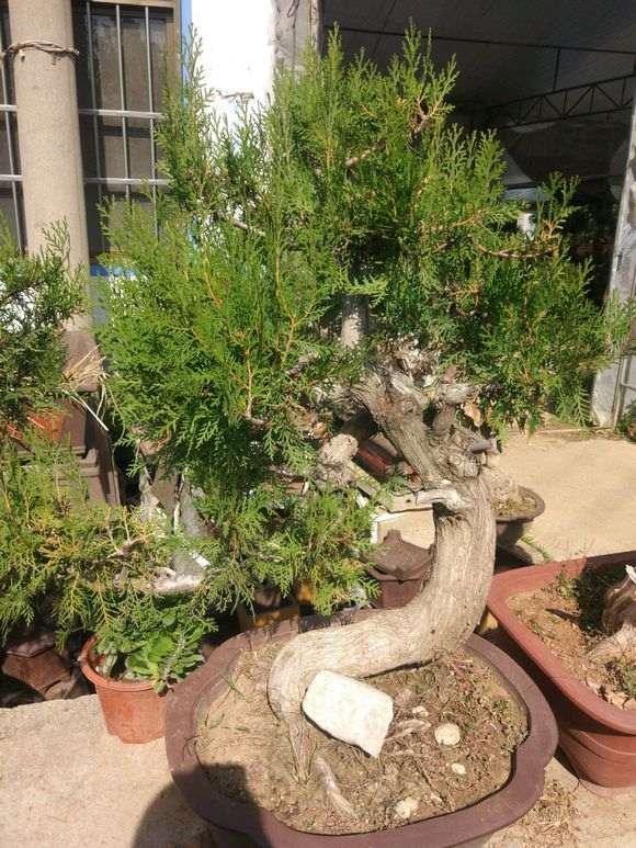 这棵侧柏下山桩1100元 亏吗 图片