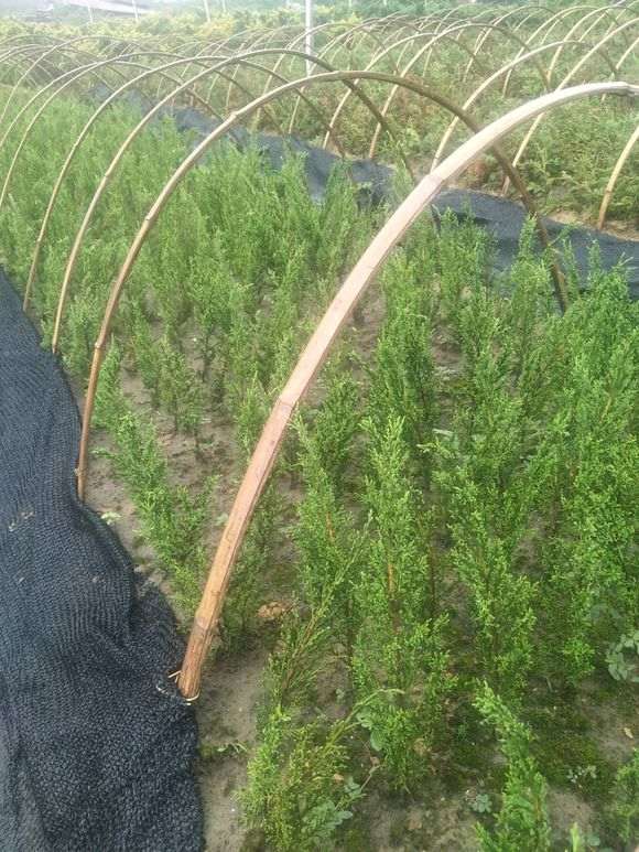 20棵系鱼川真柏下山桩 都快死了一半 图片