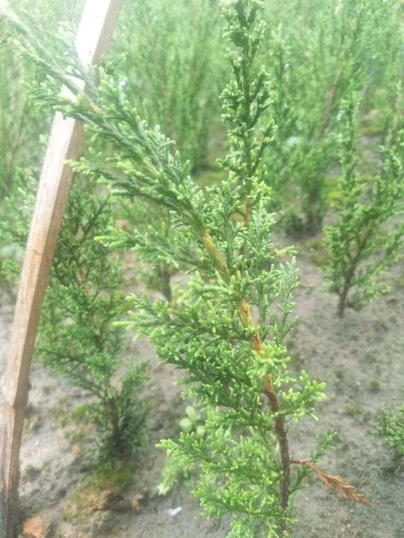 20棵系鱼川真柏下山桩 都快死了一半 图片