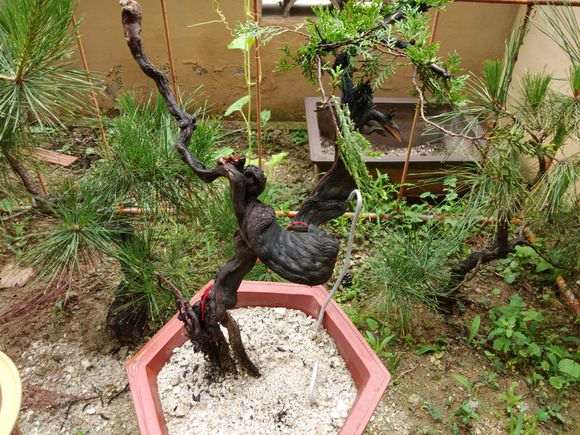 20棵系鱼川真柏下山桩 都快死了一半 图片