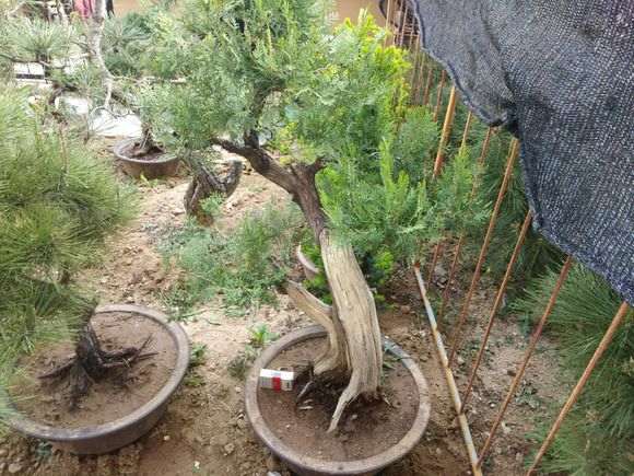 20棵系鱼川真柏下山桩 都快死了一半 图片