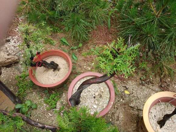 20棵系鱼川真柏下山桩 都快死了一半 图片