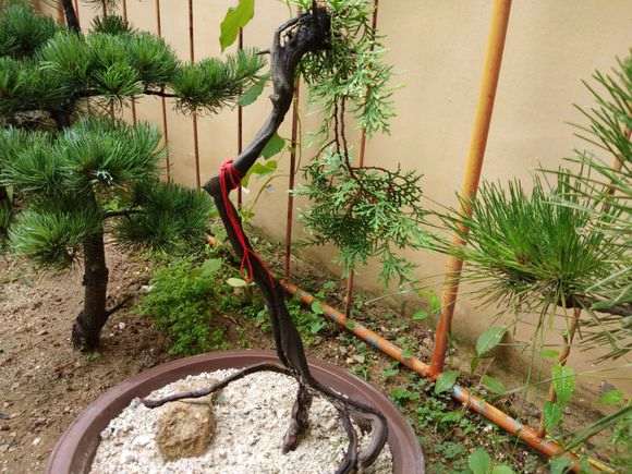 20棵系鱼川真柏下山桩 都快死了一半 图片