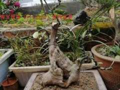 现在可以移栽龙柏下山桩吗 图片