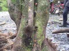 柏树下山桩用腐殖土种植可以吗 图片