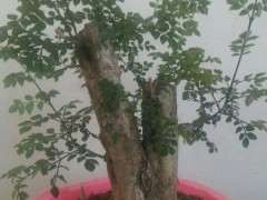 怎么在阳台养护松树下山桩的方法 图片