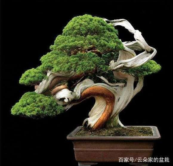 为什么柏树下山桩的干是白色 图片