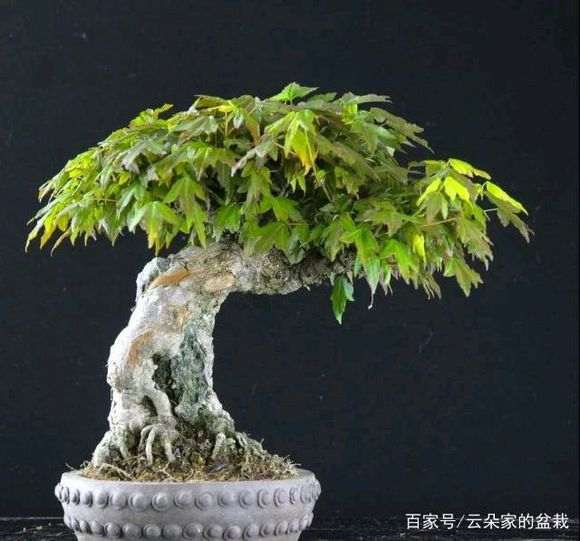 为什么柏树下山桩的干是白色 图片