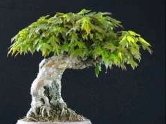 为什么柏树下山桩的干是白色 图片