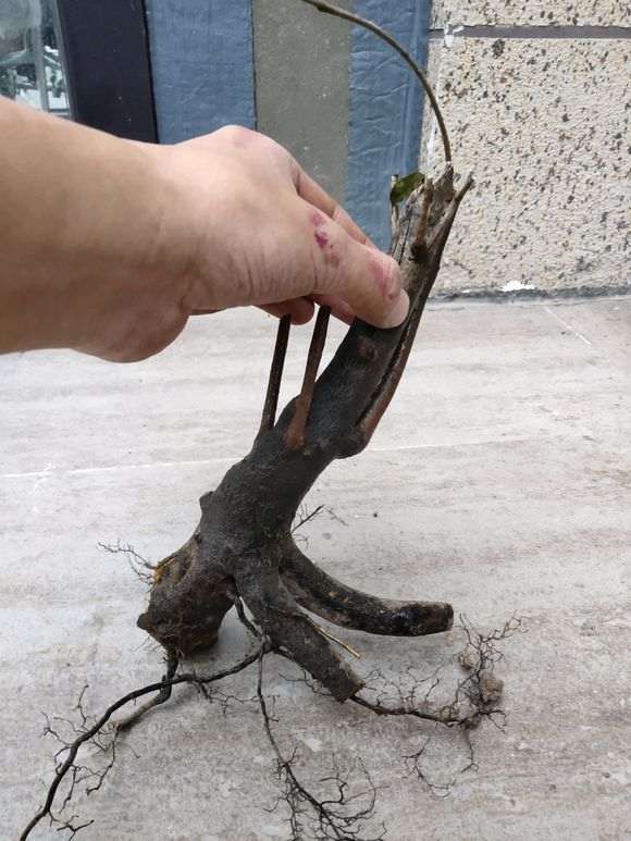 金蛋子下山桩还分乔木 灌木吗 怎么区别