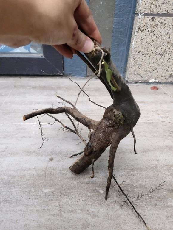 金蛋子下山桩还分乔木 灌木吗 怎么区别