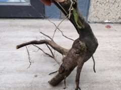 金蛋子下山桩还分乔木 灌木吗 怎么区别