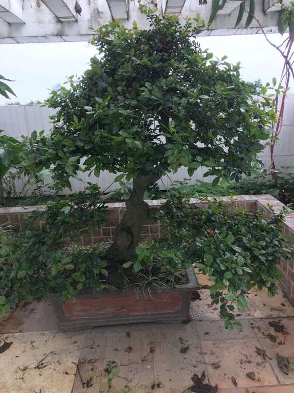 请问金蛋子下山桩 这几天开花怎么办