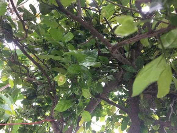 请问金蛋子下山桩 这几天开花怎么办