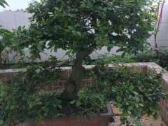 请问金蛋子下山桩 这几天开花怎么办