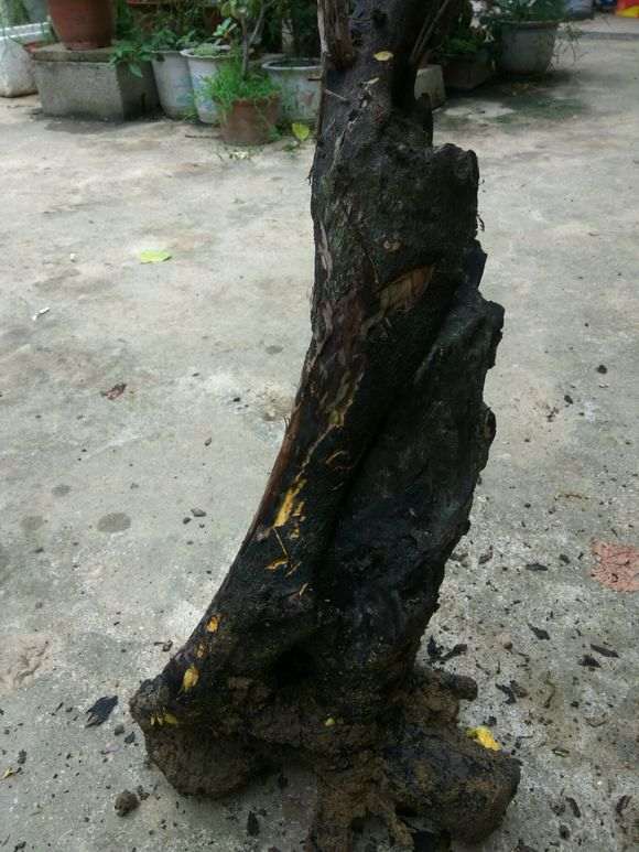 金蛋子下山桩叶子下垂