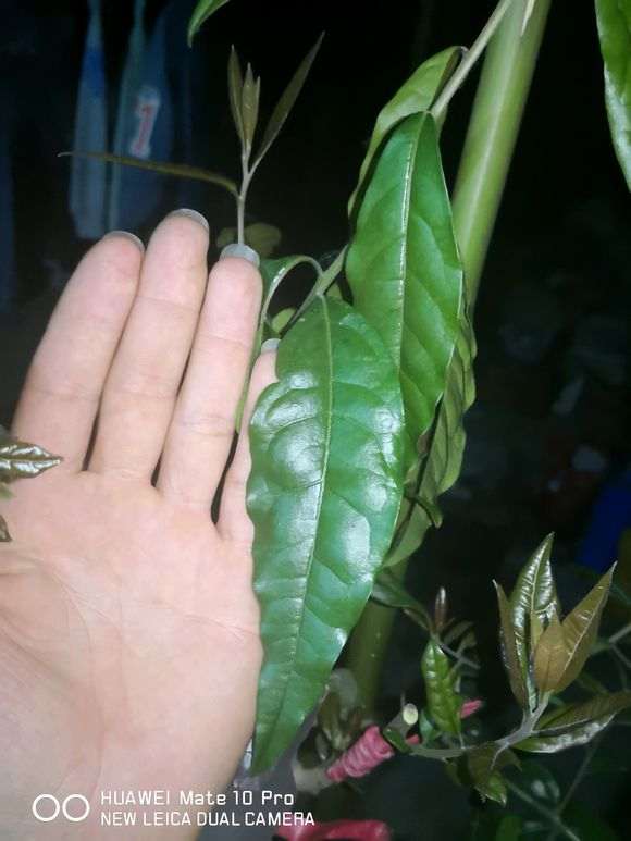 为什么金蛋子下山桩有这么大的叶子 图片