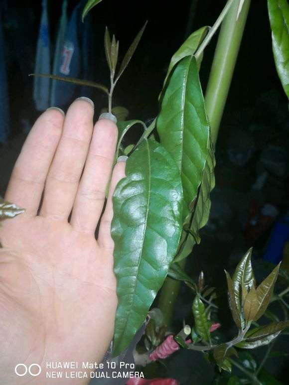 为什么金蛋子下山桩有这么大的叶子 图片