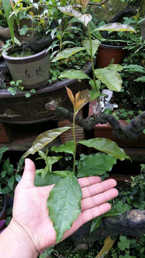 为什么金蛋子下山桩有这么大的叶子 图片