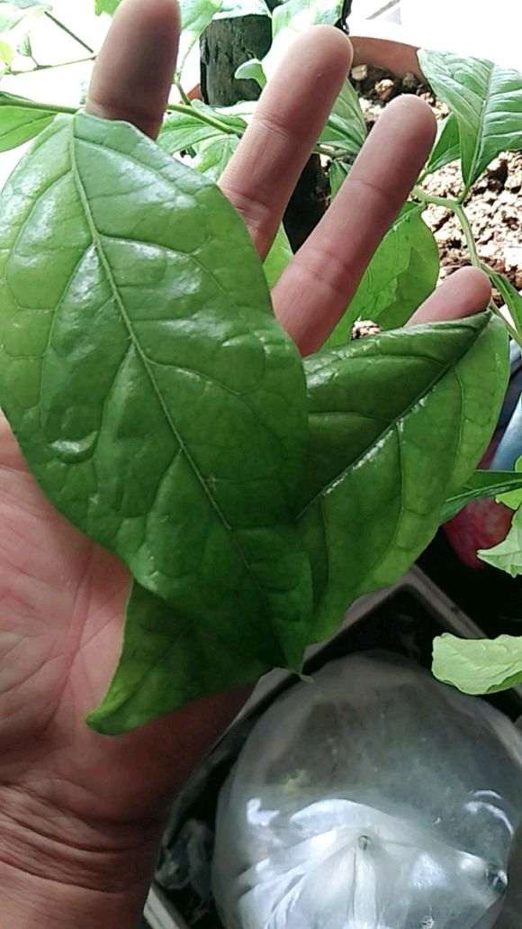 为什么金蛋子下山桩有这么大的叶子 图片