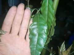 为什么金蛋子下山桩有这么大的叶子 图片