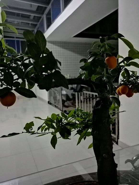 金蛋子下山桩种之前可以吗处理容易出芽