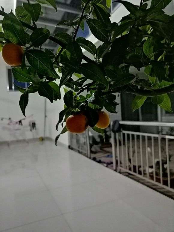 金蛋子下山桩种之前可以吗处理容易出芽