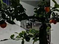 金蛋子下山桩种之前可以吗处理容易出芽