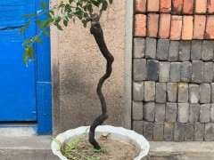 金蛋子下山桩长花苞了 怎么办 图片