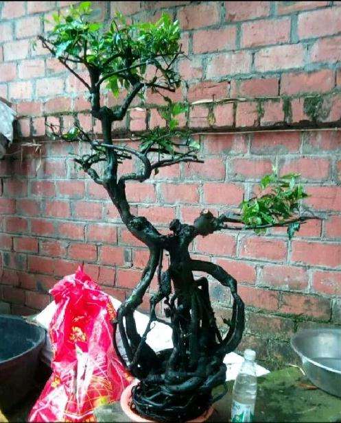 听说金蛋子下山桩 不好活是真的吗？