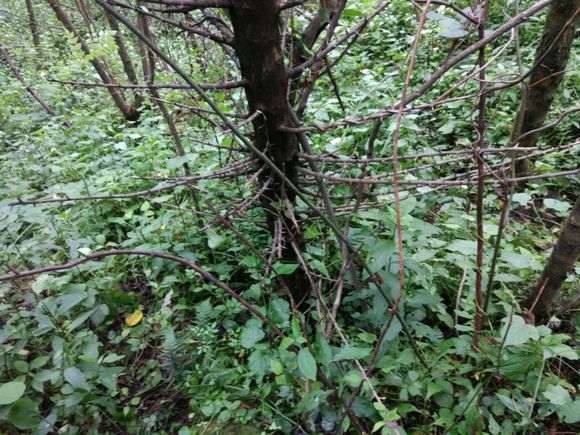 张家界哪个地方挖金蛋子下山桩