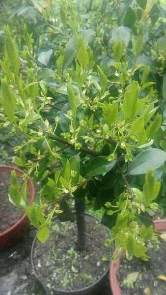 张家界哪个地方挖金蛋子下山桩