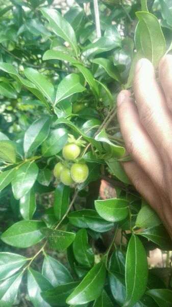 张家界哪个地方挖金蛋子下山桩