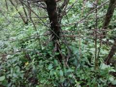 张家界哪个地方挖金蛋子下山桩 图片