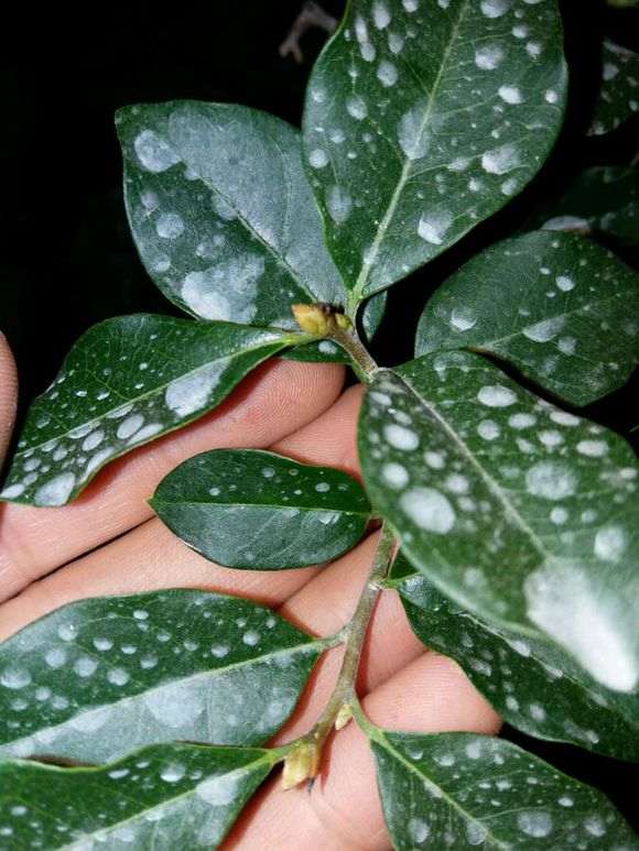 金蛋子下山桩的花芽到底什么样 图片