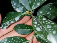 金蛋子下山桩的花芽到底什么样 图片