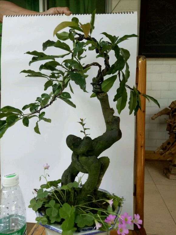 金蛋子下山桩有市场前景吗 大家来谈谈